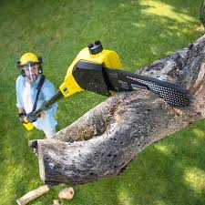 Best Stump Grinding and Removal  in Broadview Park, FL